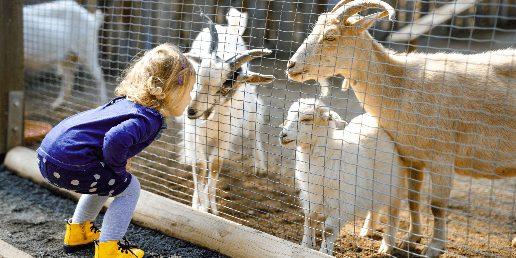 Stock Image of a Little Girl at a Petting Zoo Looking at Goats